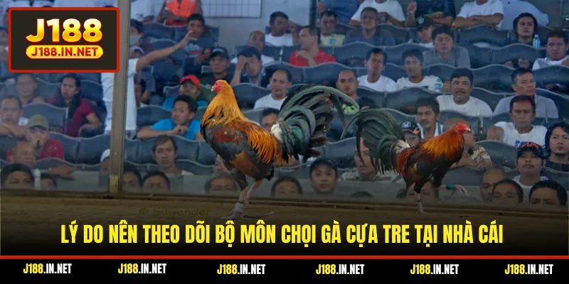 Lý do nên theo dõi bộ môn chọi gà cựa tre tại nhà cái