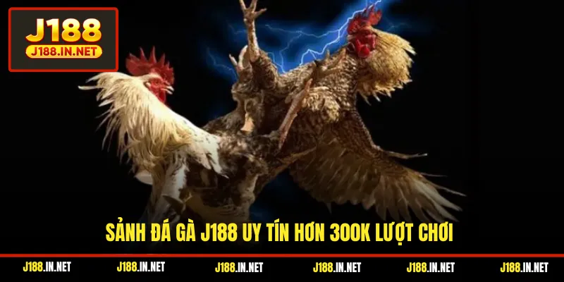 Sảnh đá gà J188 uy tín hơn 300k lượt chơi