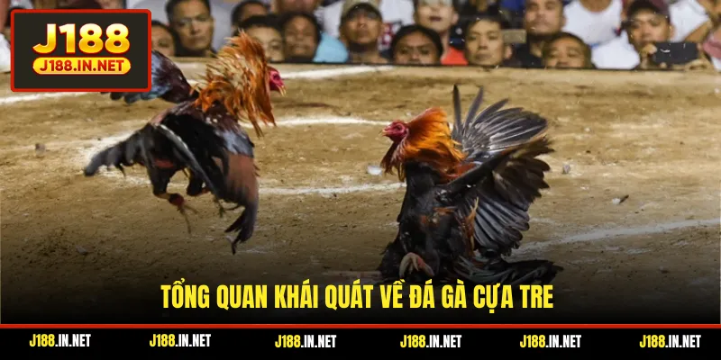 Tổng quan khái quát về đá gà cựa tre